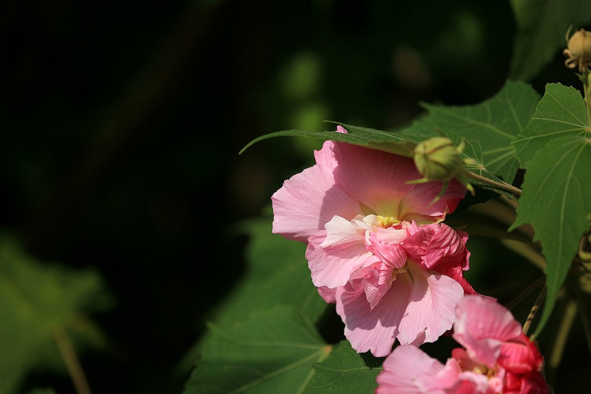 木芙蓉花【二】