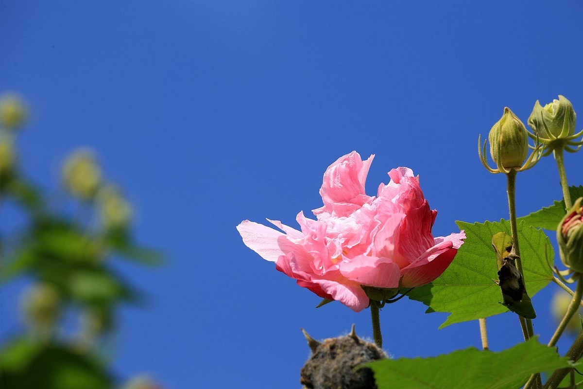 木芙蓉花【二】