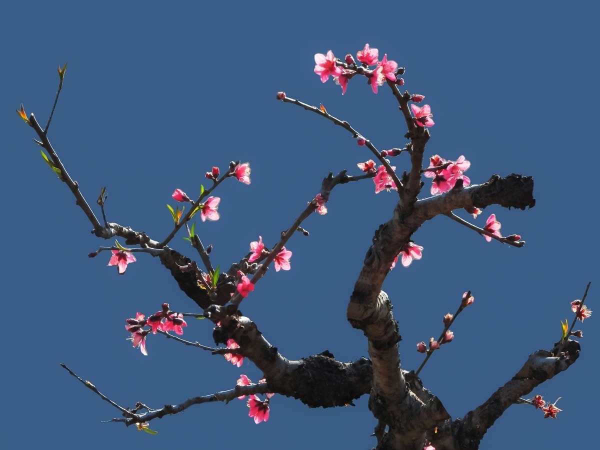 低调看鹰嘴桃花