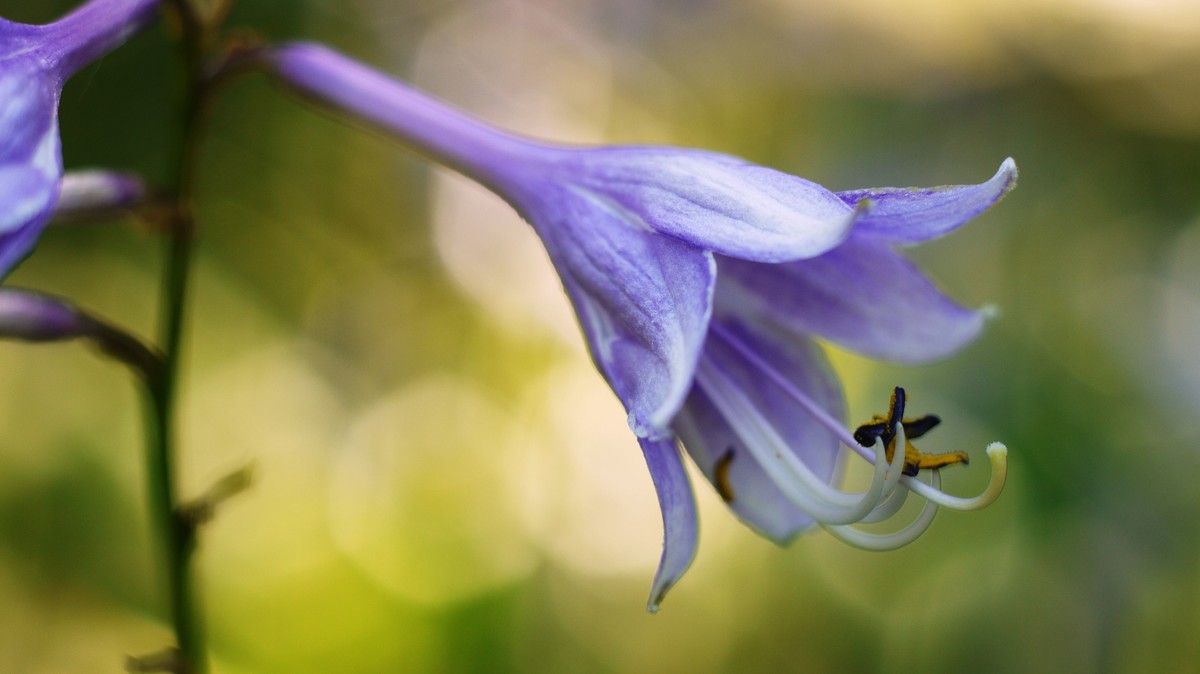 潘泰康50/1.8近拍玉簪花