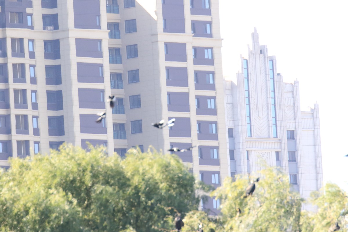 滨河公园散步随拍