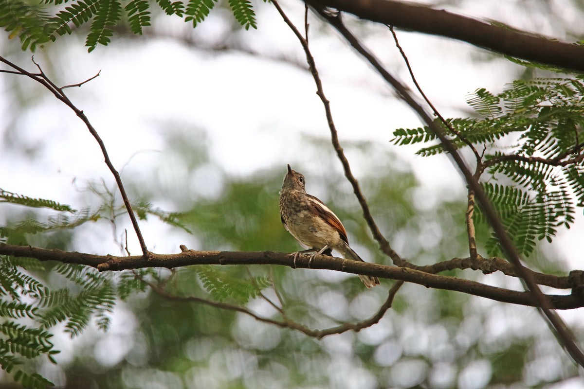 尝试处理不喜欢的鸟片背景