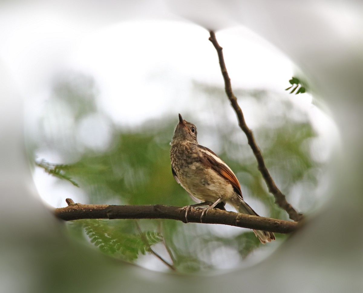 尝试处理不喜欢的鸟片背景