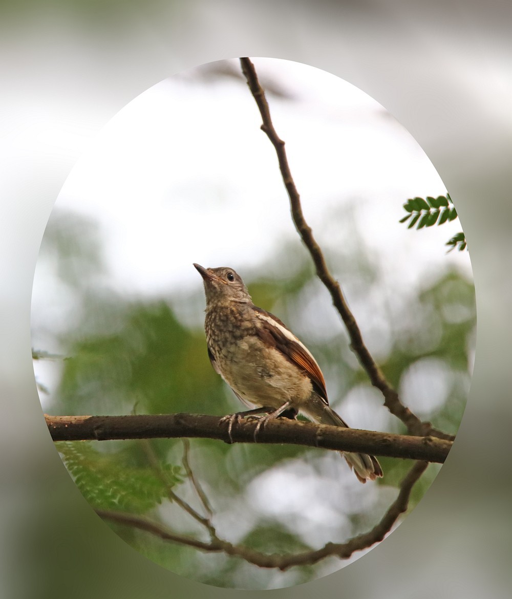 尝试处理不喜欢的鸟片背景