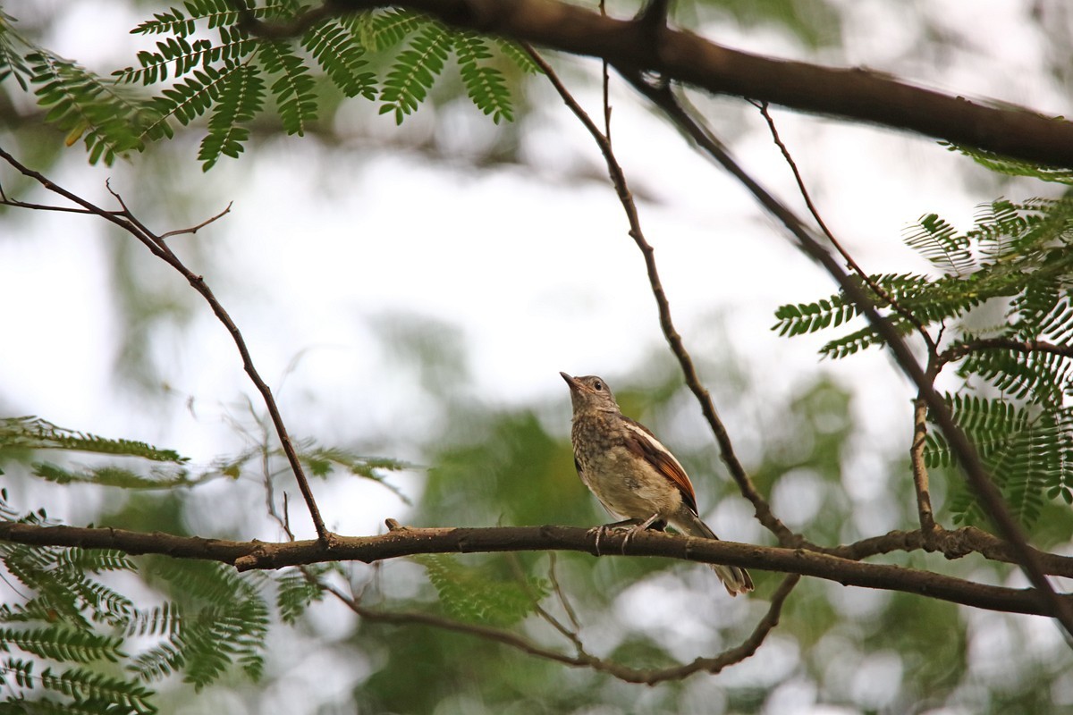 尝试处理不喜欢的鸟片背景