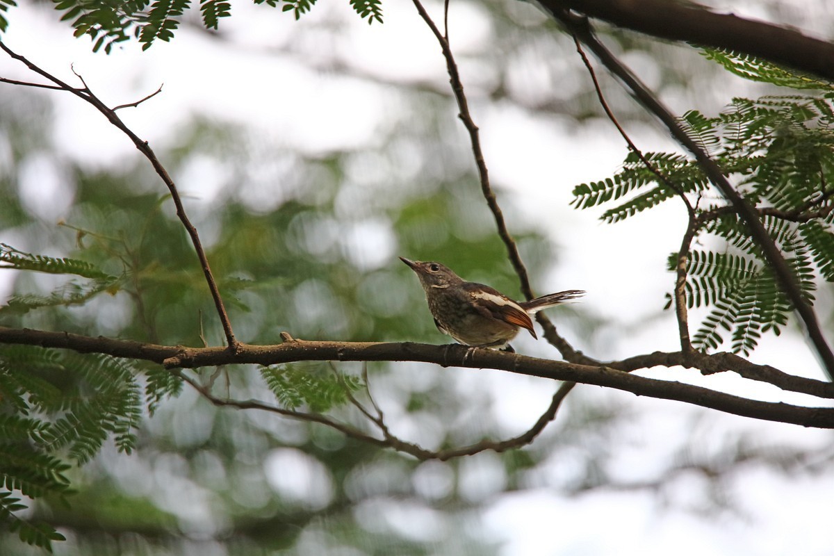 尝试处理不喜欢的鸟片背景