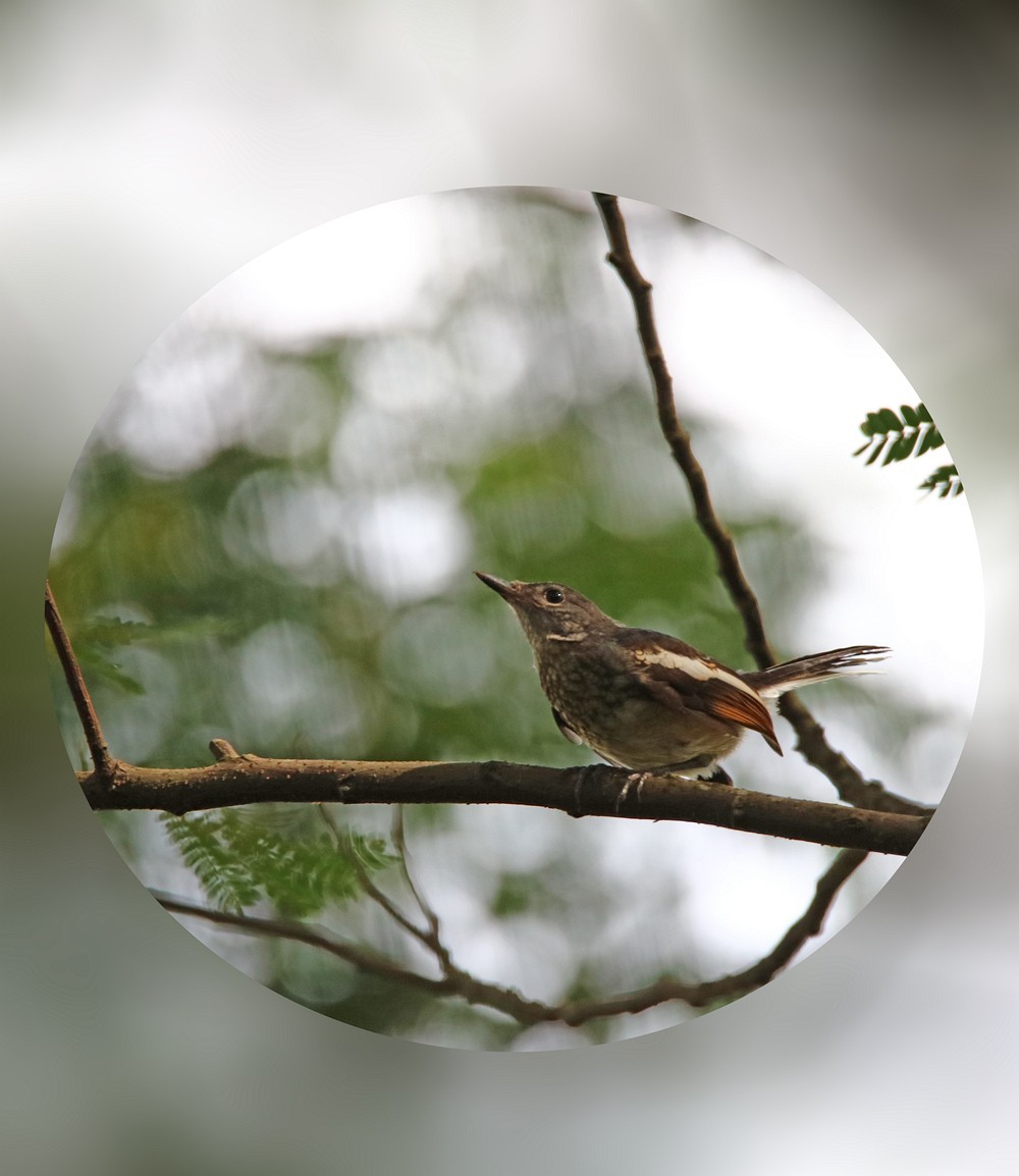 尝试处理不喜欢的鸟片背景