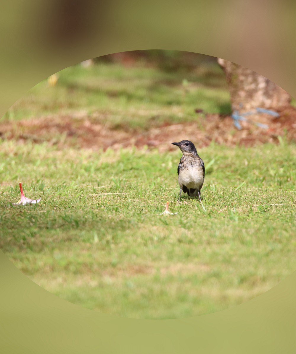 尝试处理不喜欢的鸟片背景