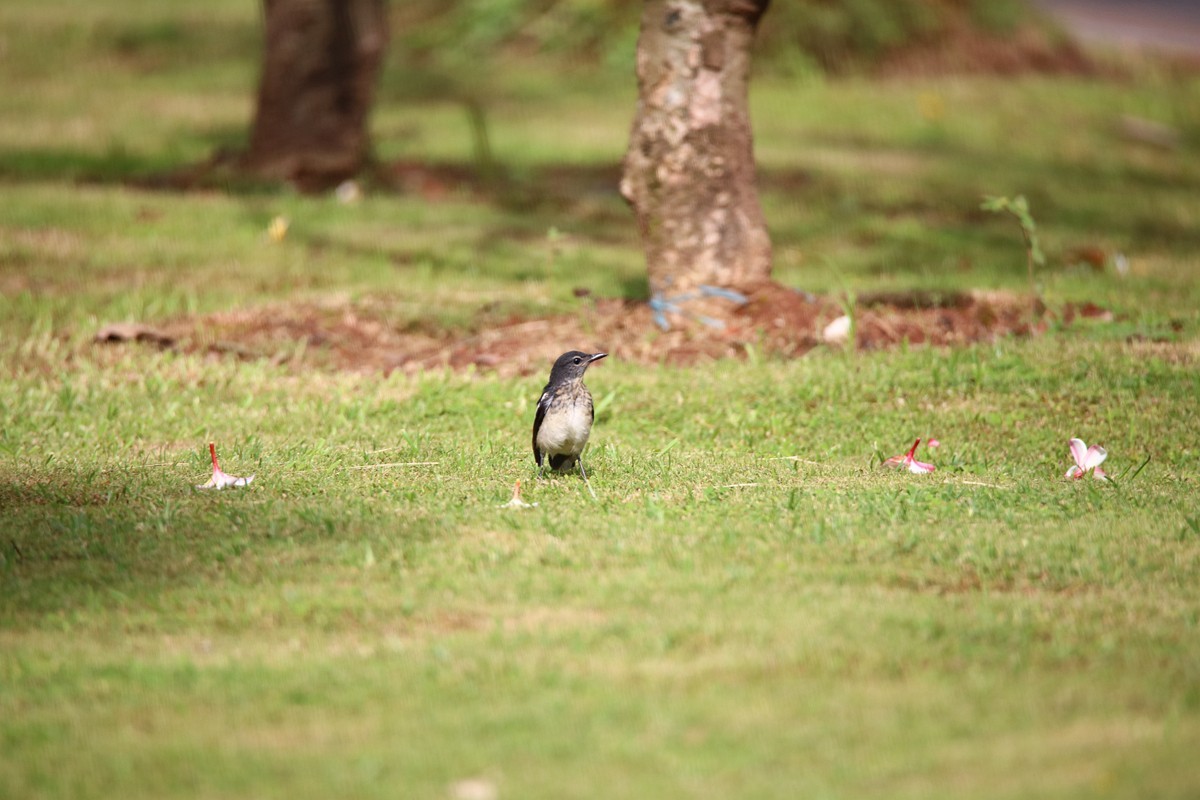 尝试处理不喜欢的鸟片背景
