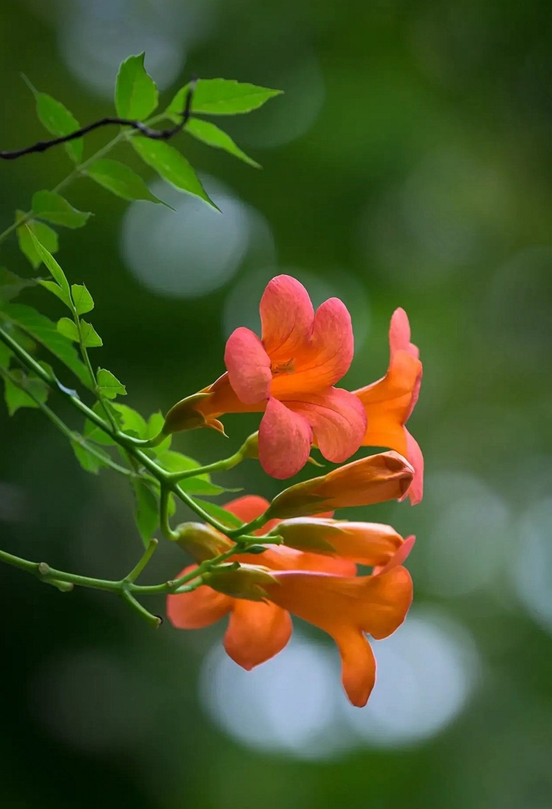 #盛夏#-----盛夏凌宵花开