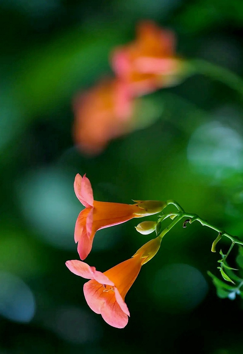 #盛夏#-----盛夏凌宵花开