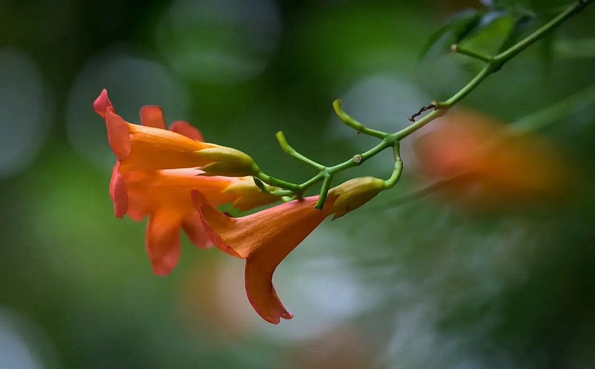 #盛夏#-----盛夏凌宵花开