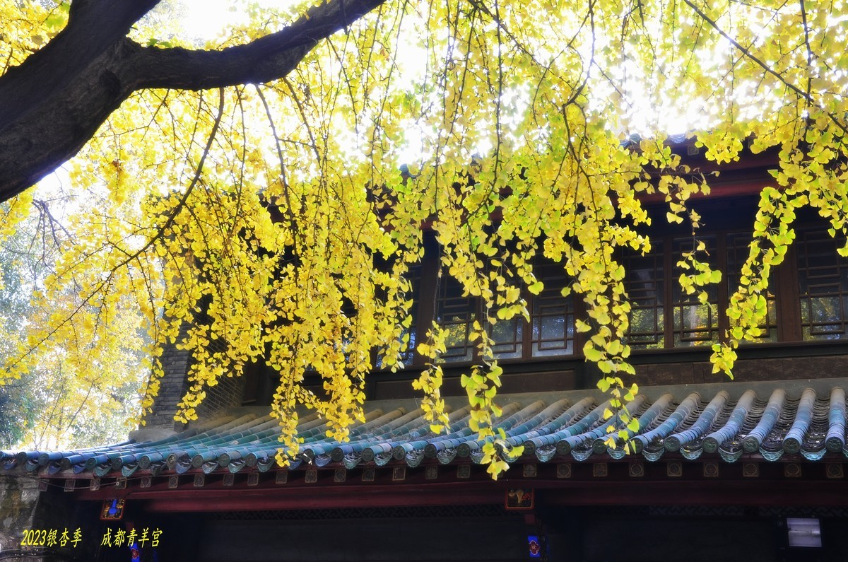 2023成都银杏季——青羊宫的银杏
