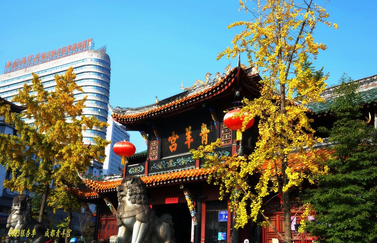 2023成都银杏季——青羊宫的银杏