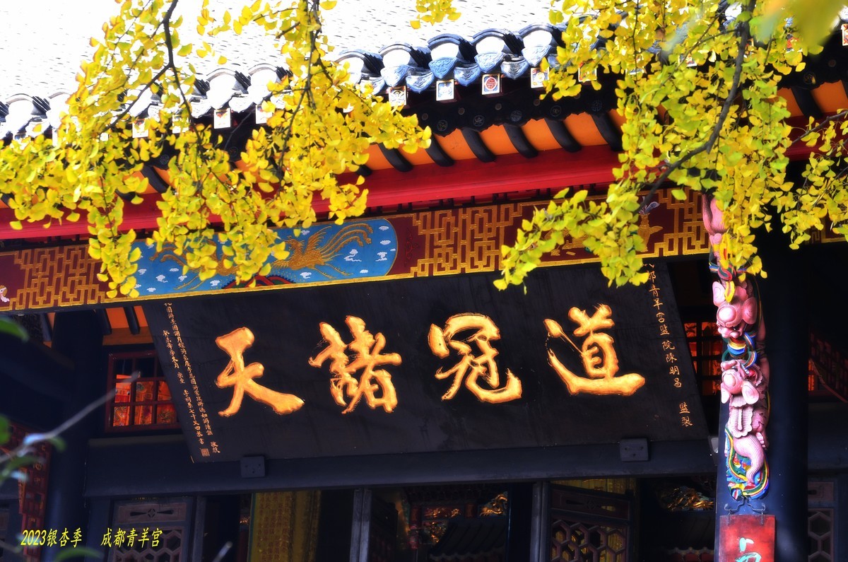 2023成都银杏季——青羊宫的银杏