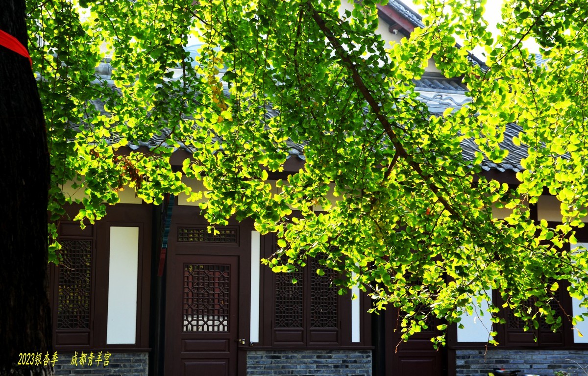 2023成都银杏季——青羊宫的银杏