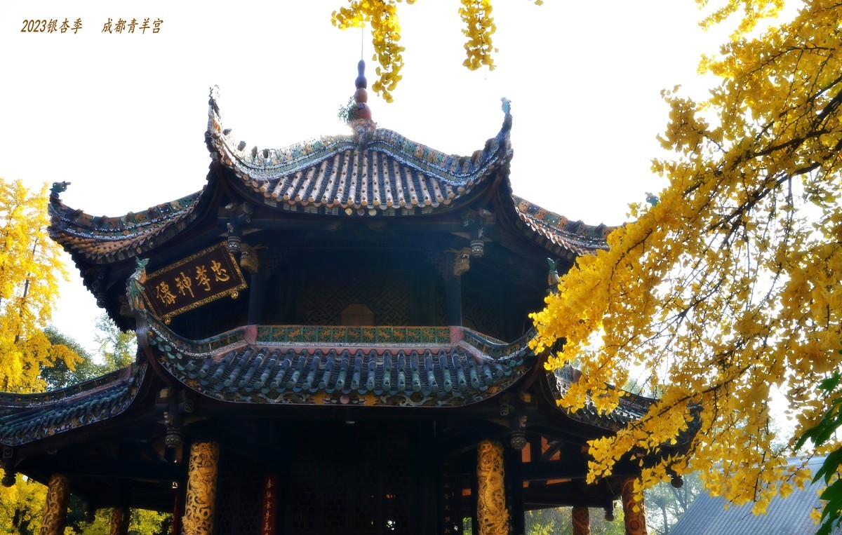 2023成都银杏季——青羊宫的银杏