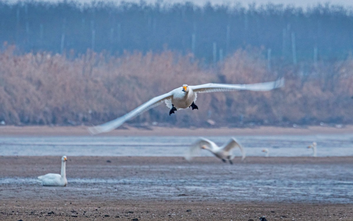 荣成大天鹅（三十四）