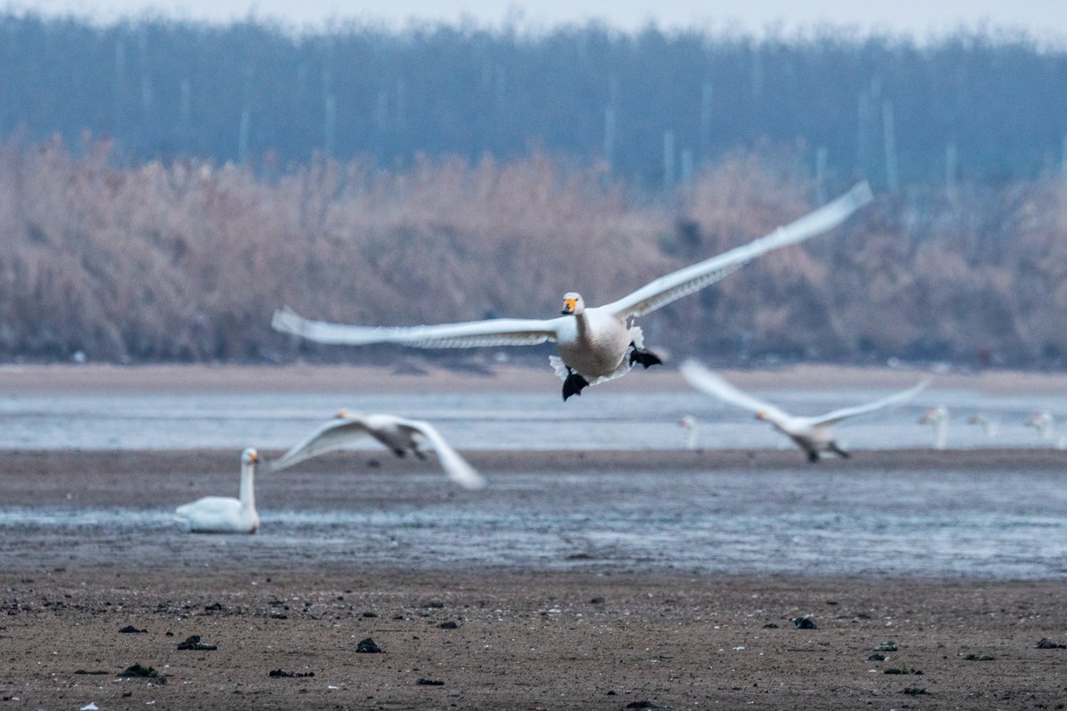 荣成大天鹅（三十四）