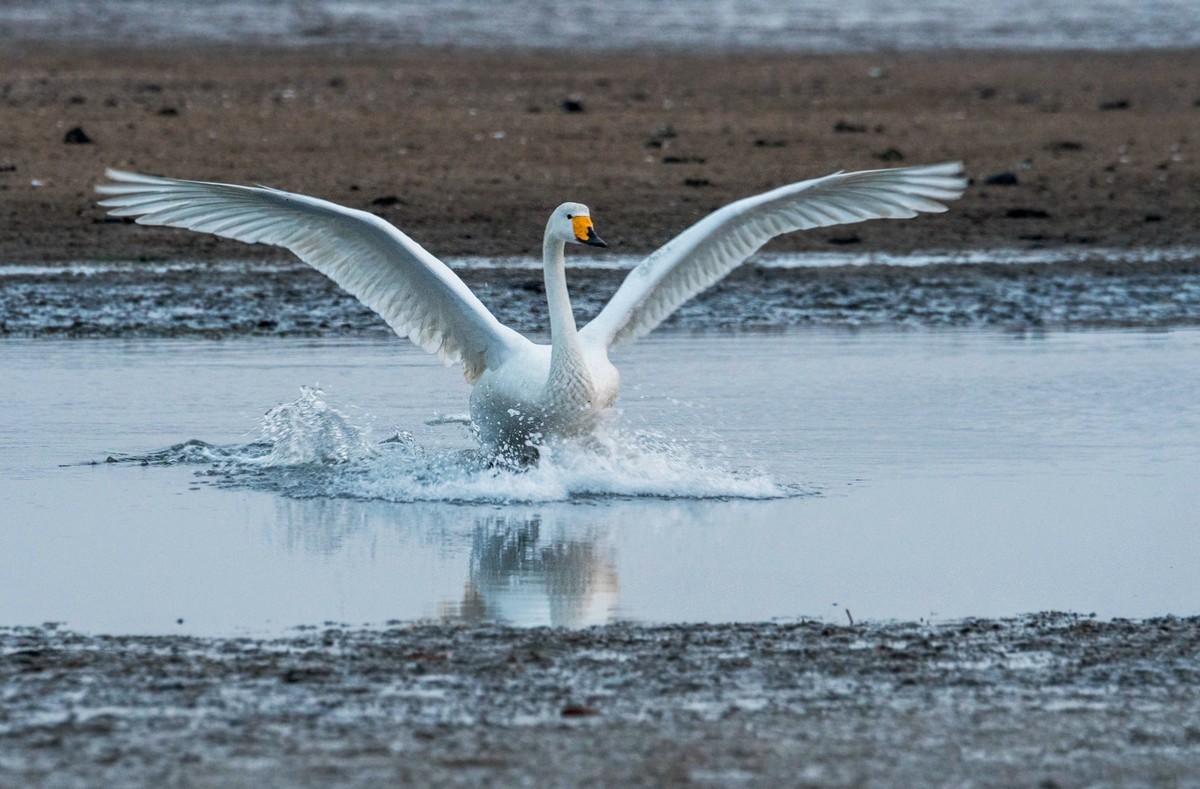 荣成大天鹅（三十四）