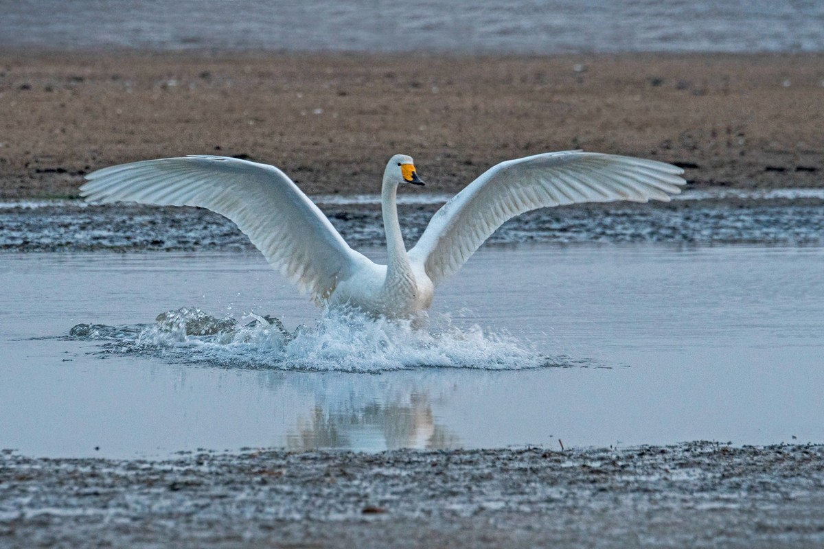 荣成大天鹅（三十四）