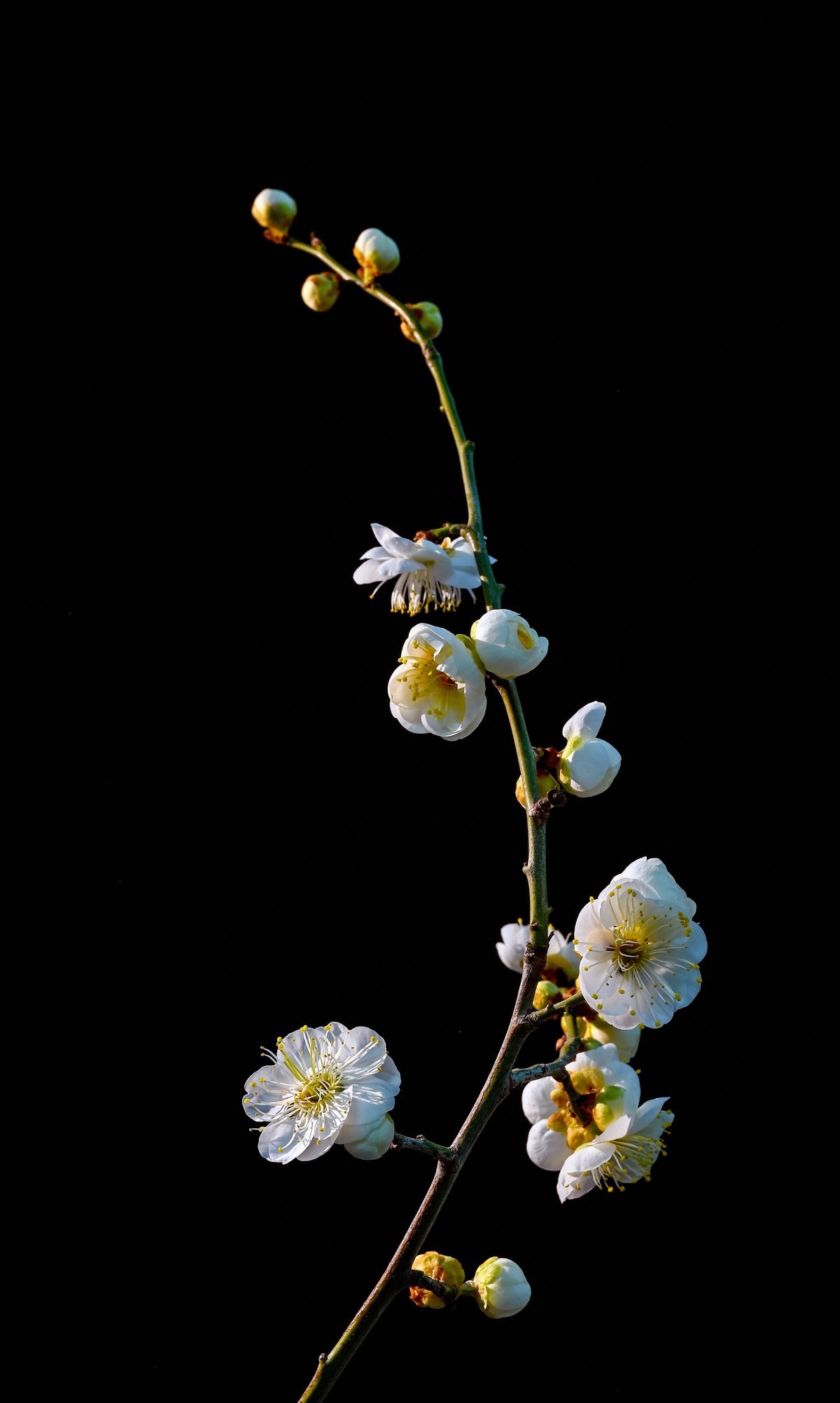 尼康Z6相机的挂机头24-120。春来无事，只为花忙。