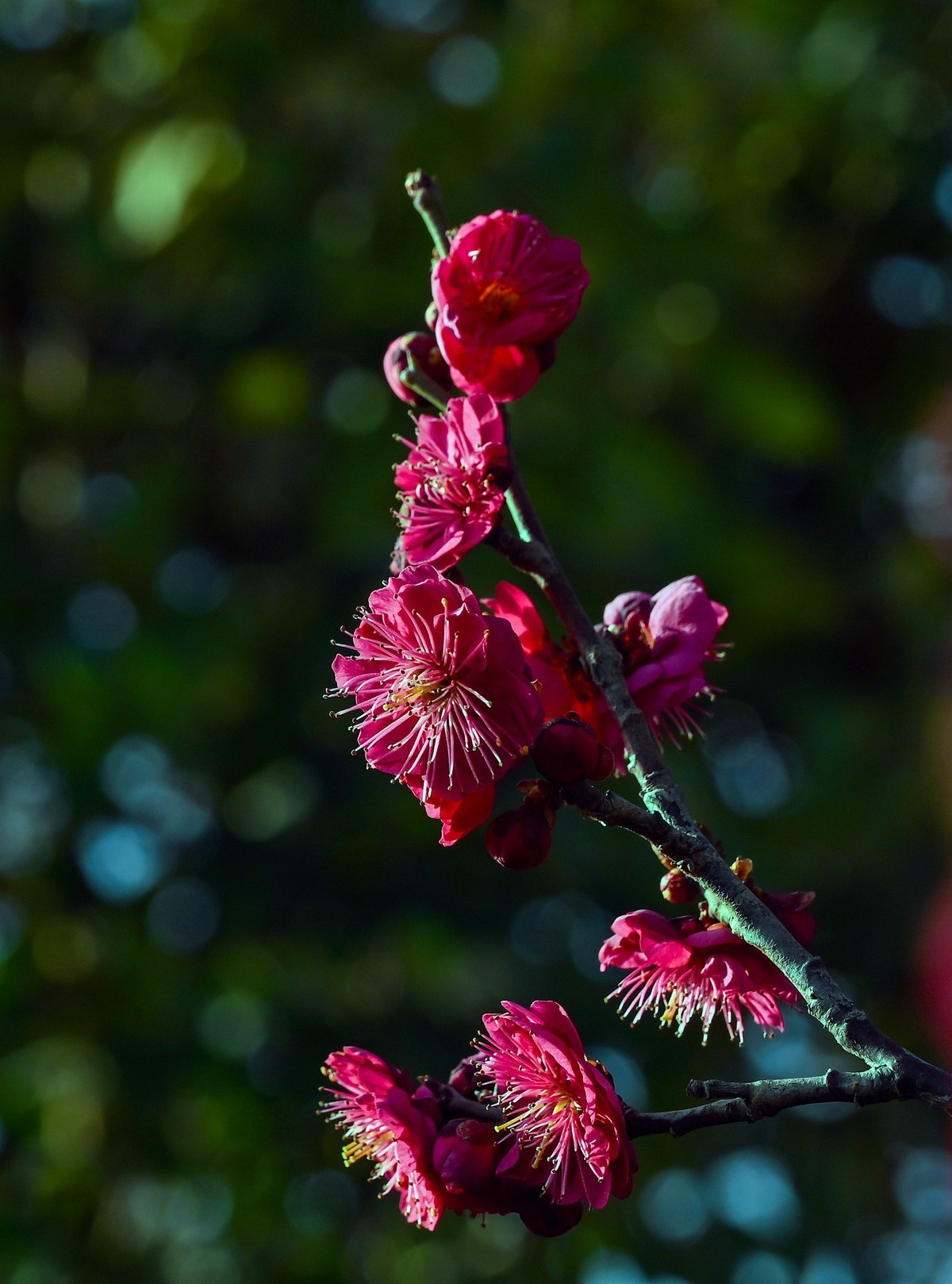 尼康Z6相机的挂机头24-120。春来无事，只为花忙。