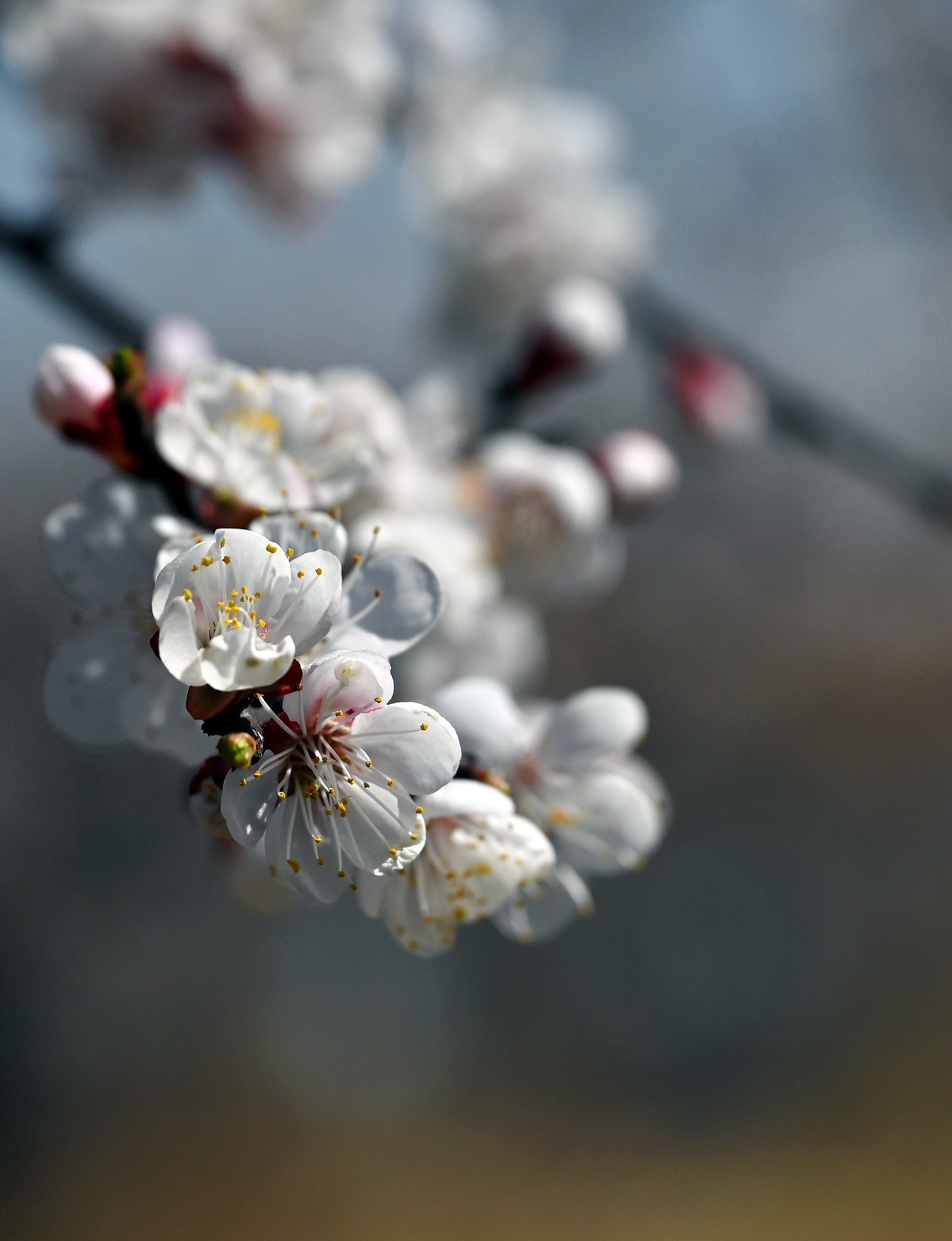 尼康Z6相机的挂机头24-120。春来无事，只为花忙。