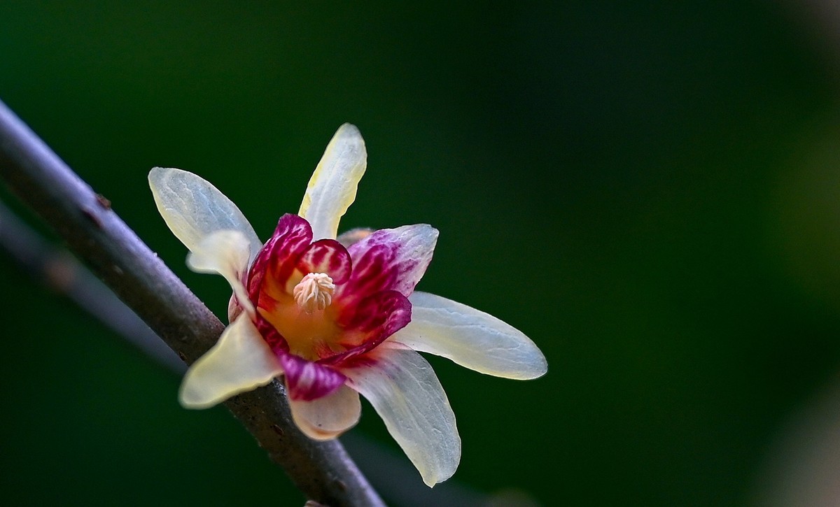 尼康Z6相机的挂机头24-120。春来无事，只为花忙。