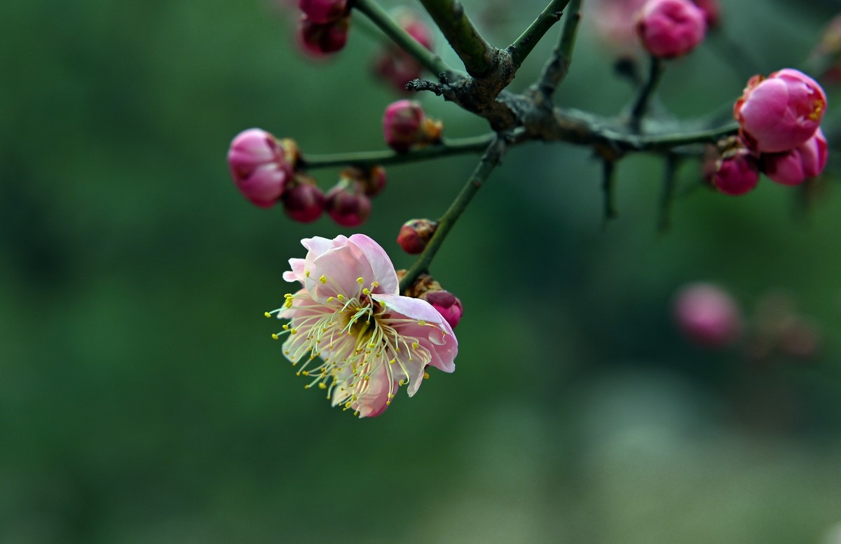 尼康Z6相机的挂机头24-120。春来无事，只为花忙。