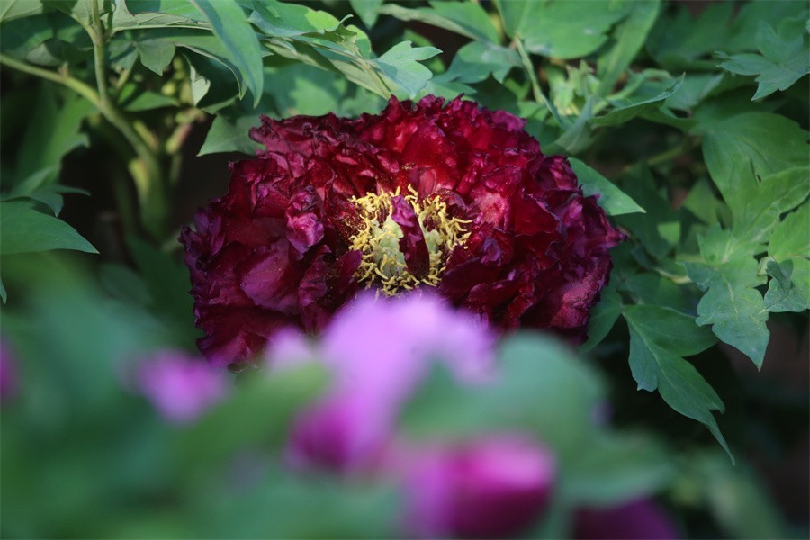 牡丹相约迎嘉宾武皇巡游千人醉洛阳