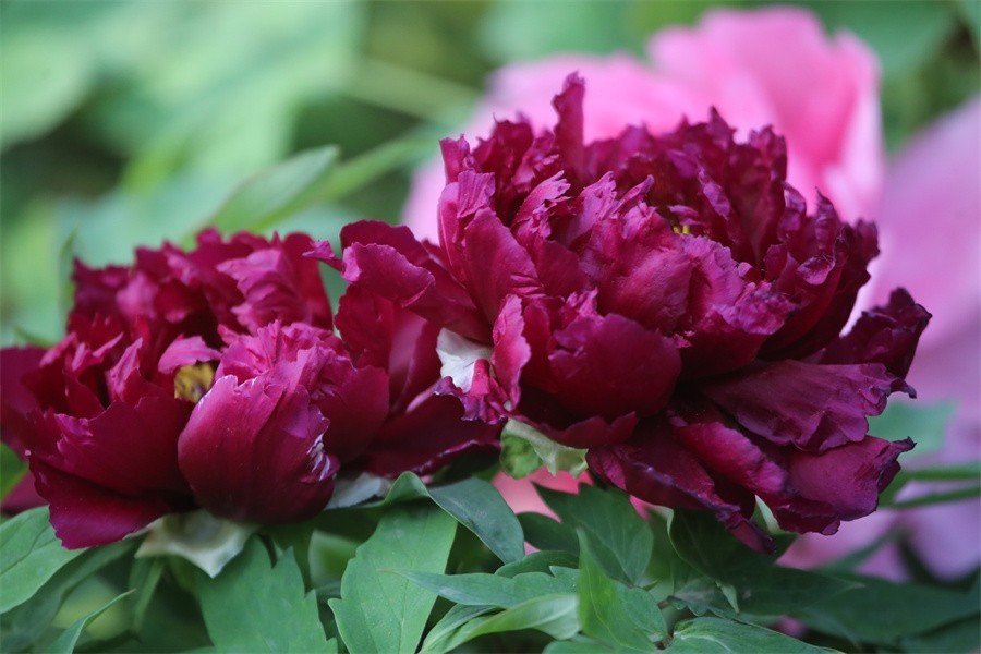 牡丹相约迎嘉宾武皇巡游千人醉洛阳