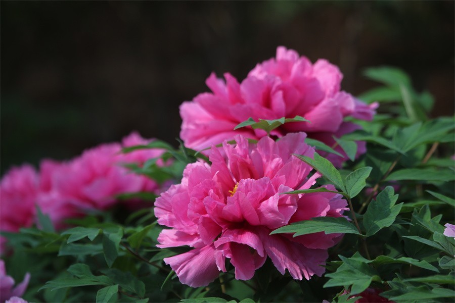 牡丹相约迎嘉宾武皇巡游千人醉洛阳