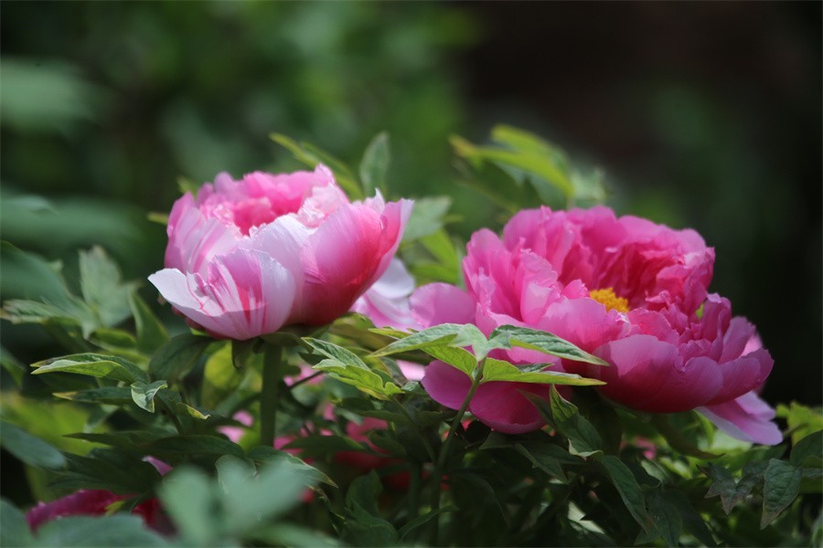 牡丹相约迎嘉宾武皇巡游千人醉洛阳