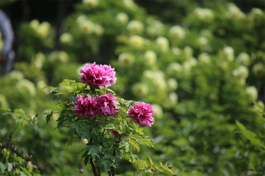 牡丹相约迎嘉宾武皇巡游千人醉洛阳