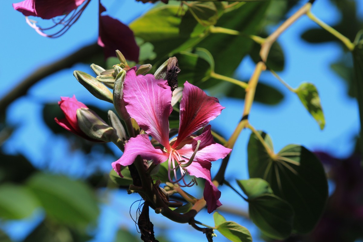 拍摄花卉一（402）