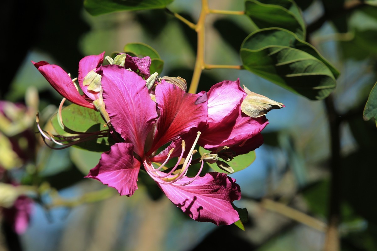 拍摄花卉一（402）