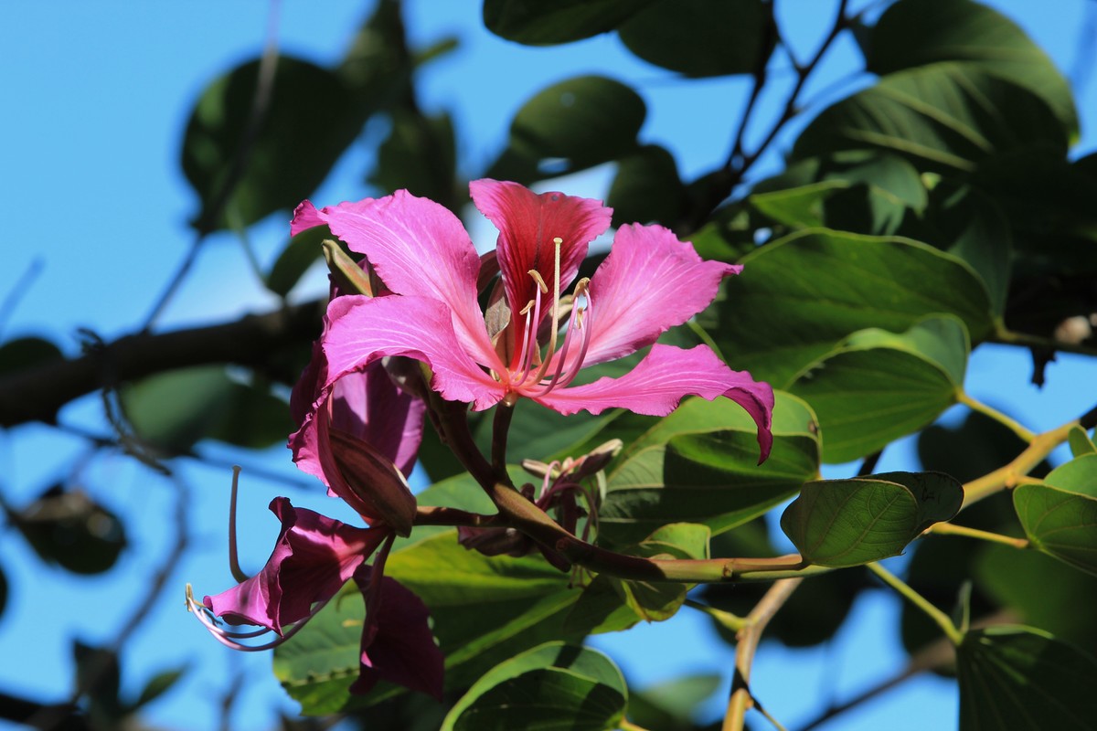 拍摄花卉一（402）