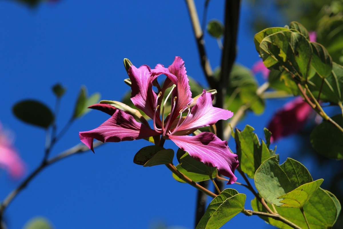 拍摄花卉一（402）