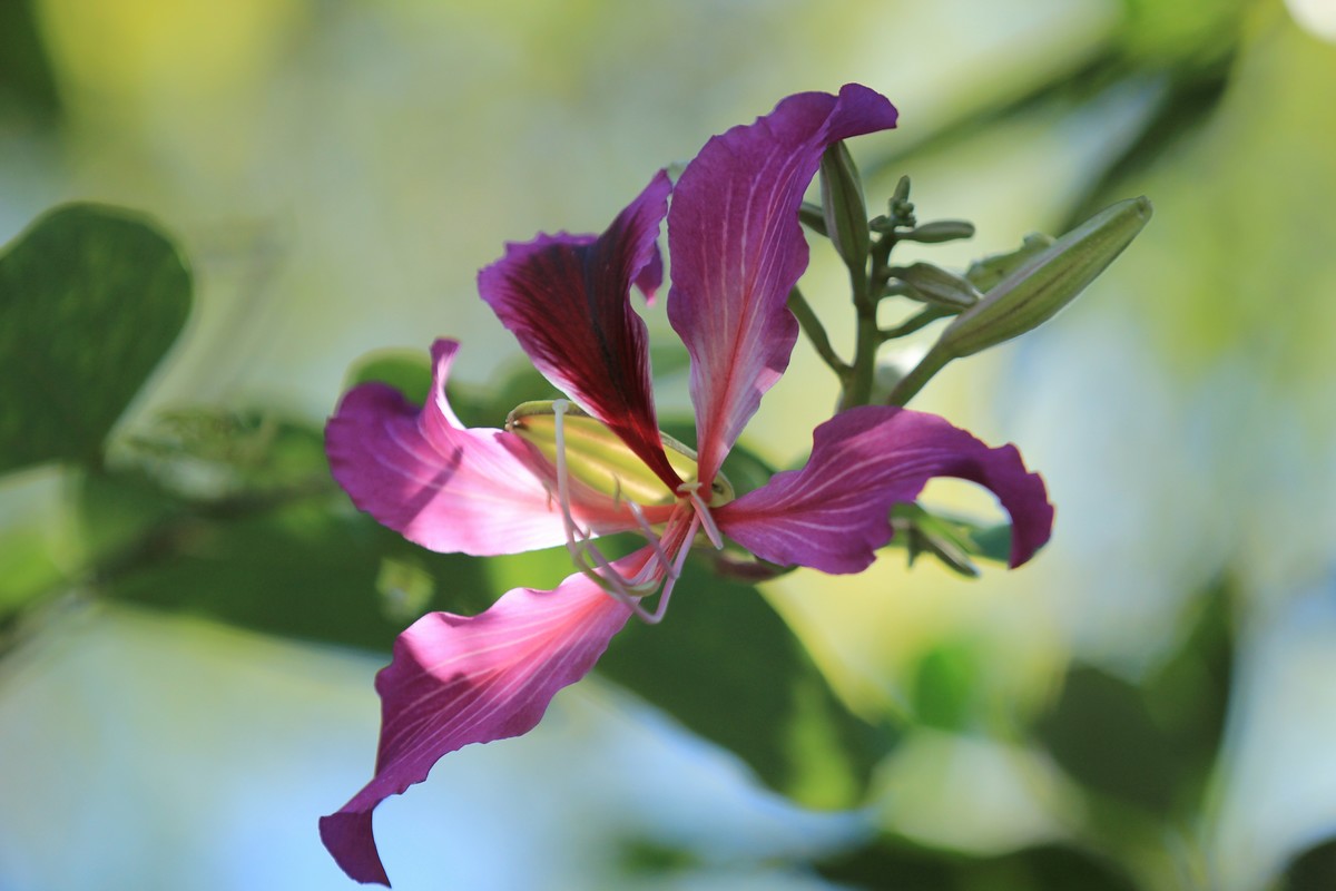 拍摄花卉一（402）