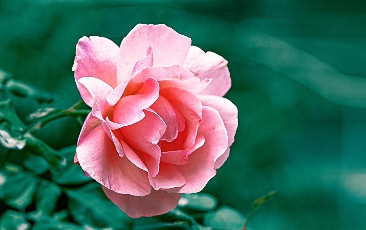 花                                      卉