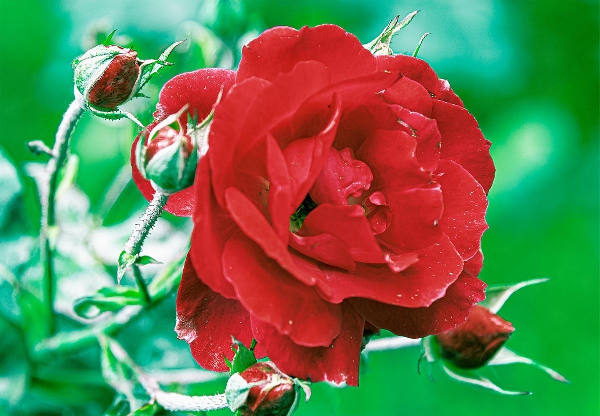 花                                      卉