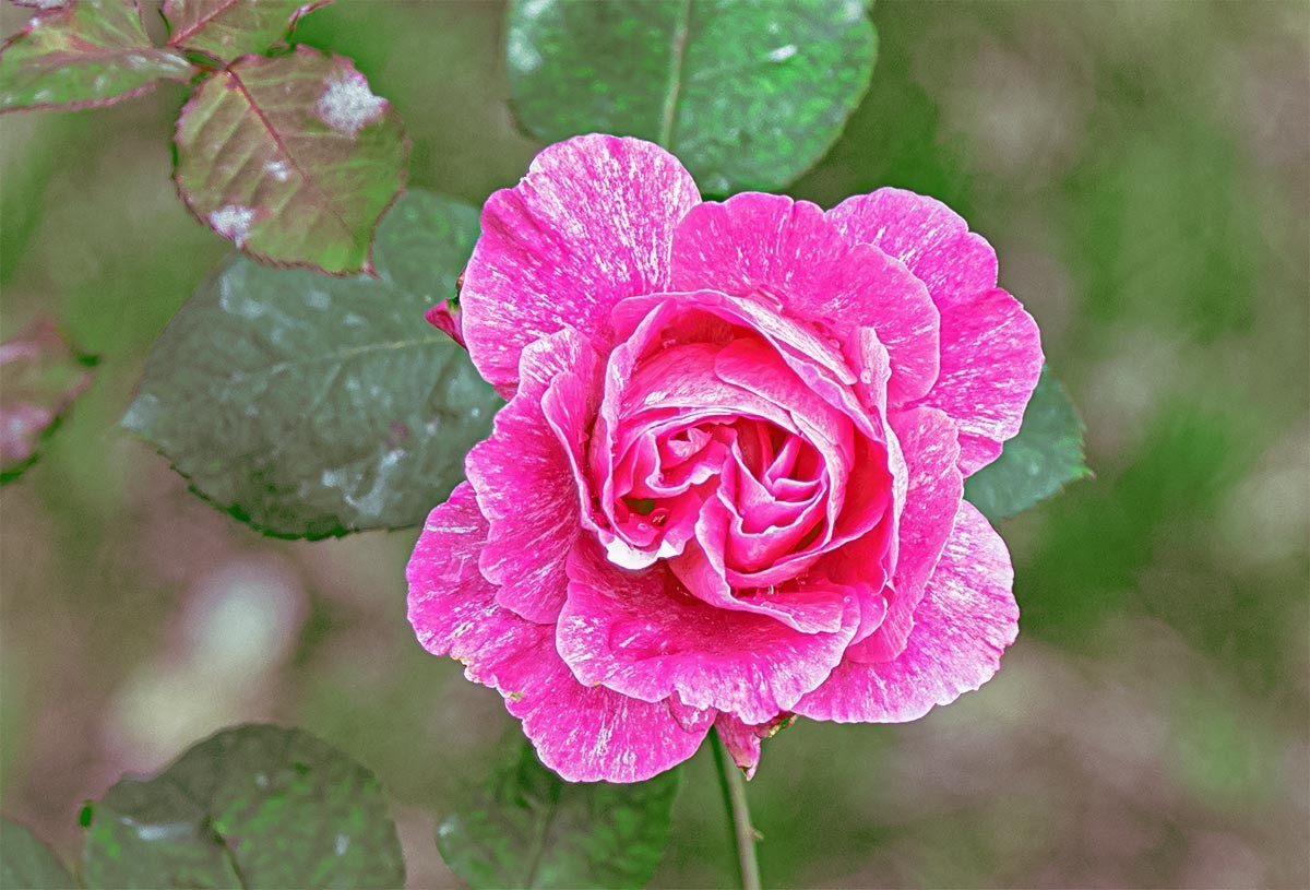 花                                      卉