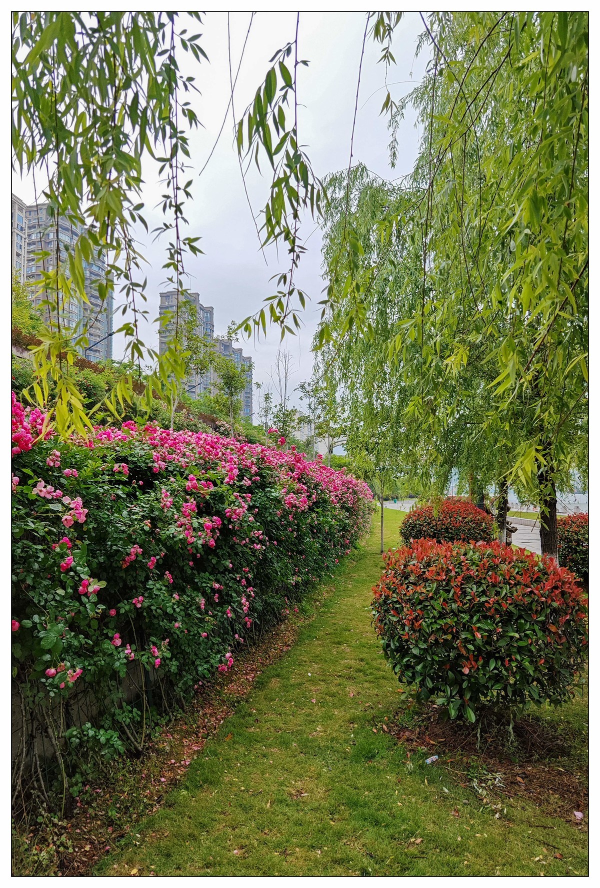 太鹤湖防洪堤花草（蔚来手机随拍）
