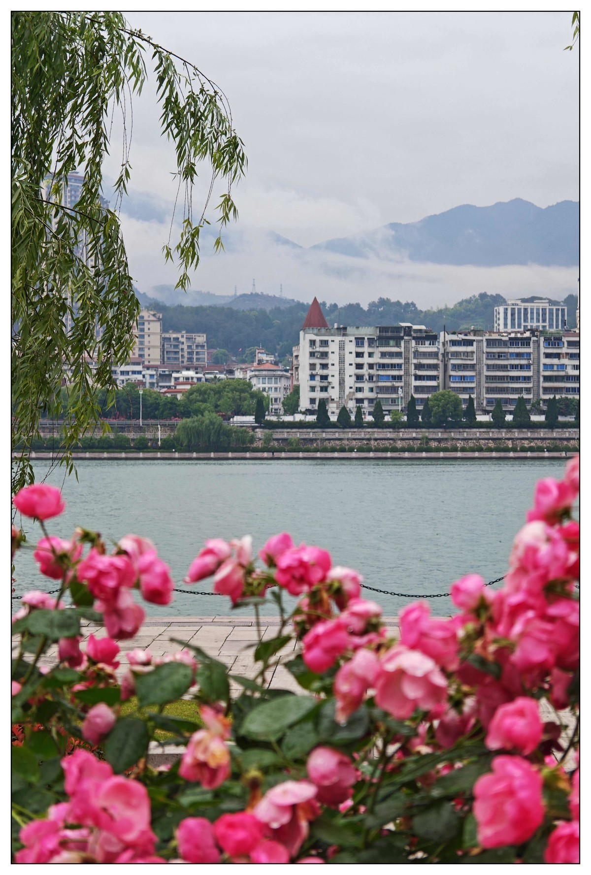 太鹤湖防洪堤花草（蔚来手机随拍）