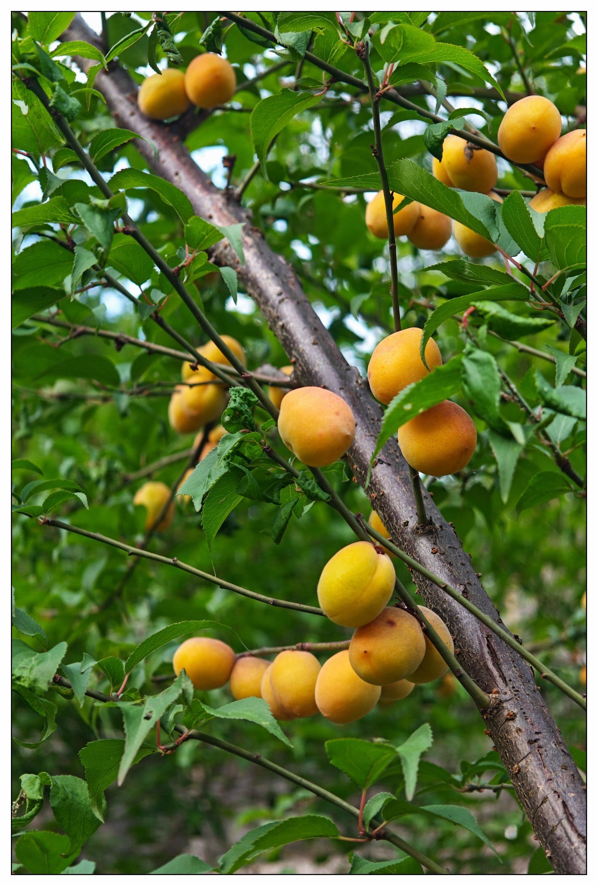太鹤湖防洪堤花草（蔚来手机随拍）