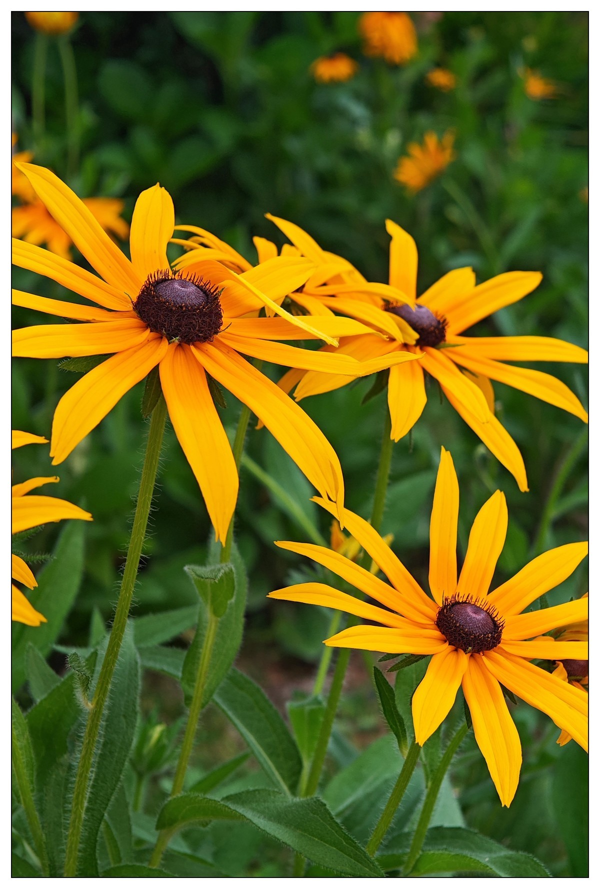 太鹤湖防洪堤花草（蔚来手机随拍）