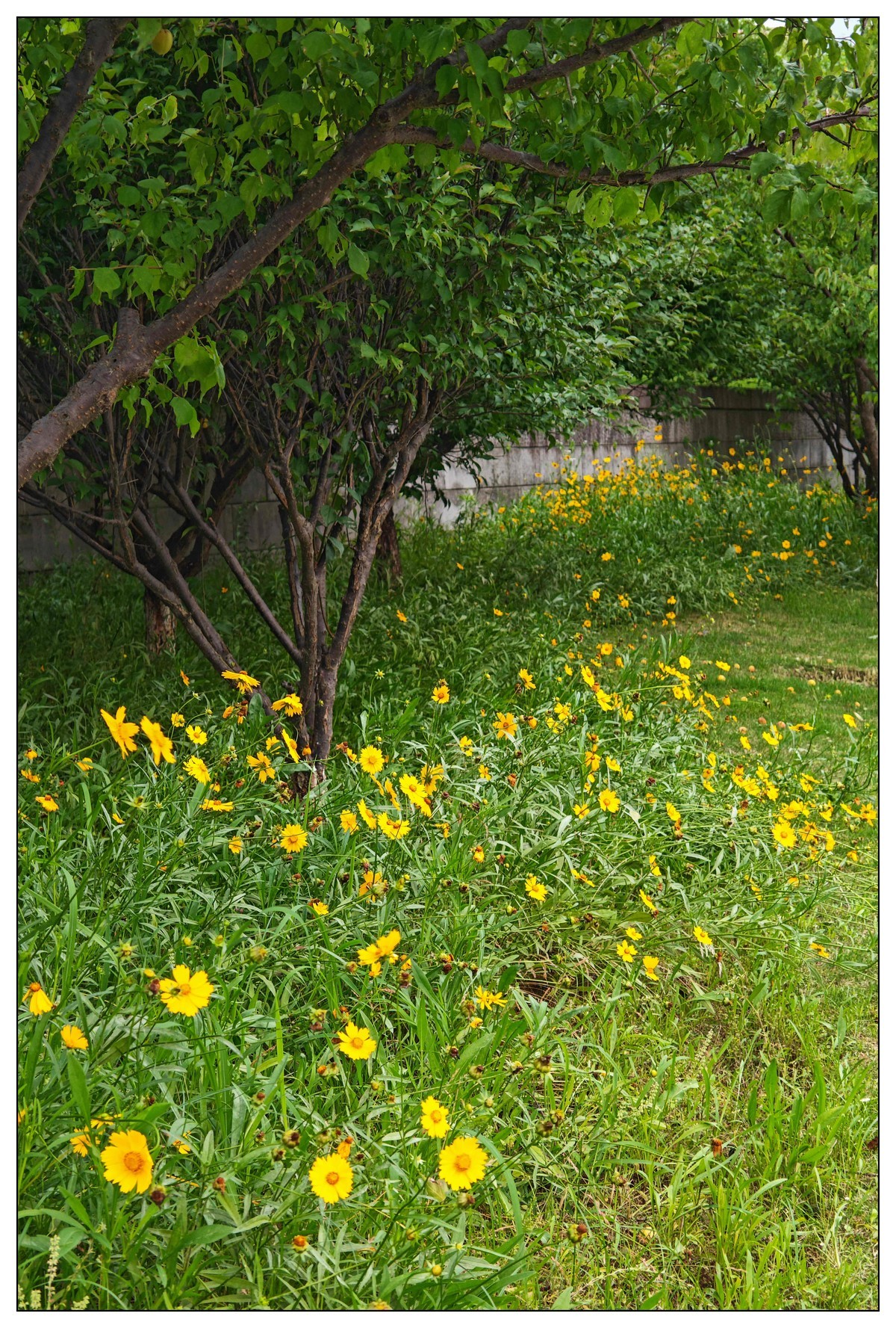 太鹤湖防洪堤花草（蔚来手机随拍）