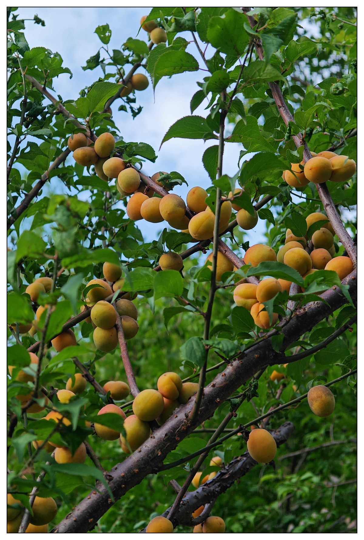 太鹤湖防洪堤花草（蔚来手机随拍）