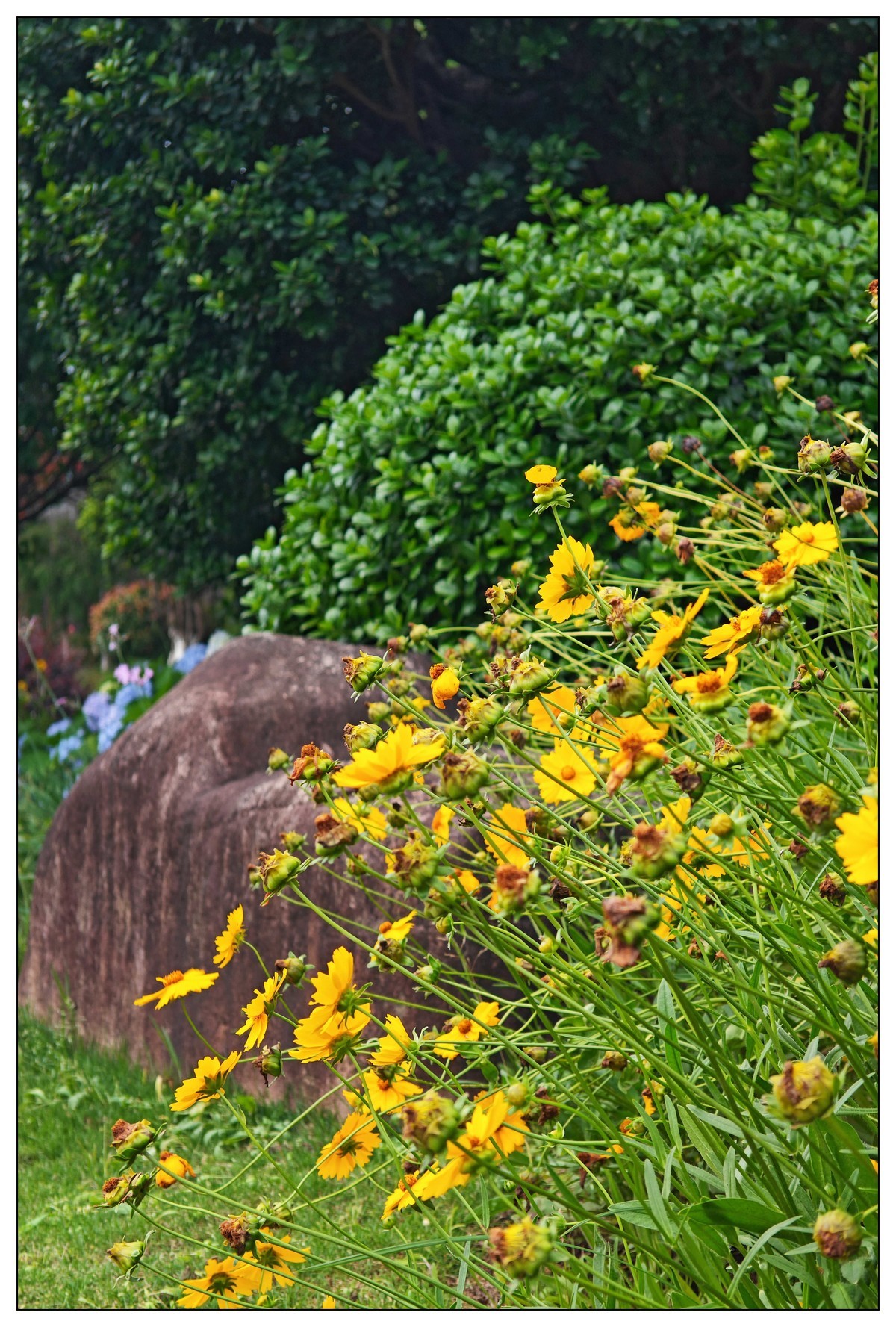 太鹤湖防洪堤花草（蔚来手机随拍）